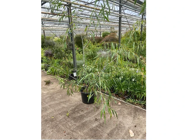 Salix acutifolia "blue streak" - afbeelding 1 van  1