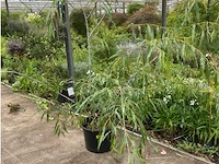 Salix acutifolia "blue streak" - afbeelding 1 van  1