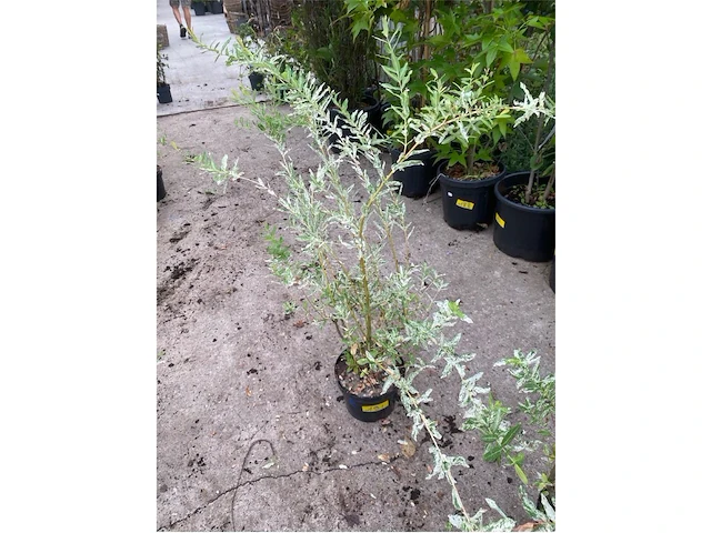 Salix - afbeelding 1 van  1
