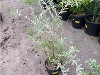 Salix - afbeelding 1 van  1