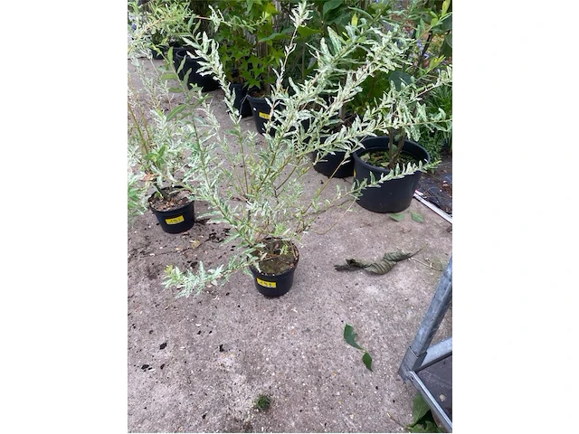 Salix - afbeelding 1 van  1
