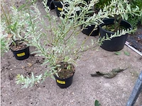 Salix - afbeelding 1 van  1