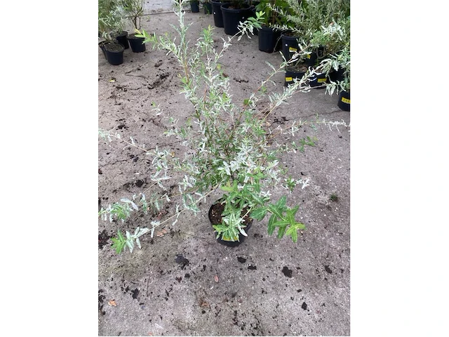 Salix - afbeelding 1 van  1