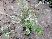 Salix - afbeelding 1 van  1
