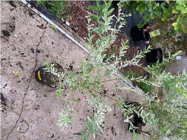 Salix - afbeelding 1 van  1
