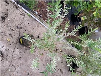 Salix - afbeelding 1 van  1