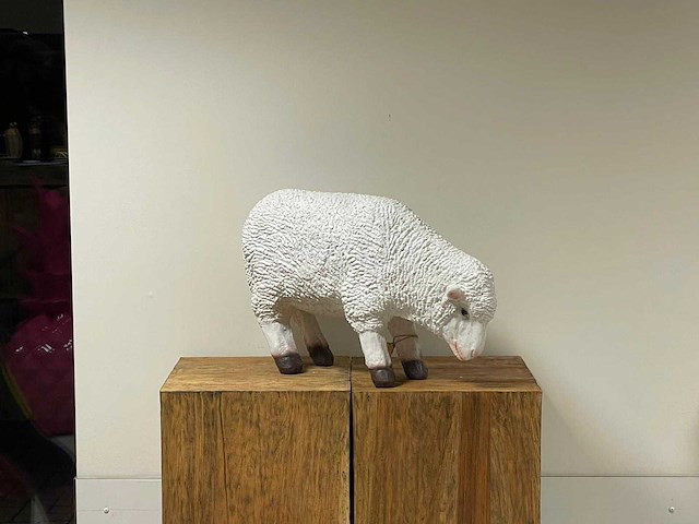 Schaap staand grazend h42cm x l65cm wit - afbeelding 1 van  2