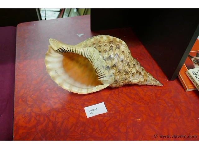Schelp - afbeelding 1 van  2
