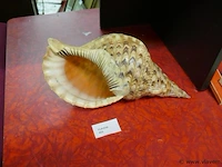 Schelp - afbeelding 1 van  2