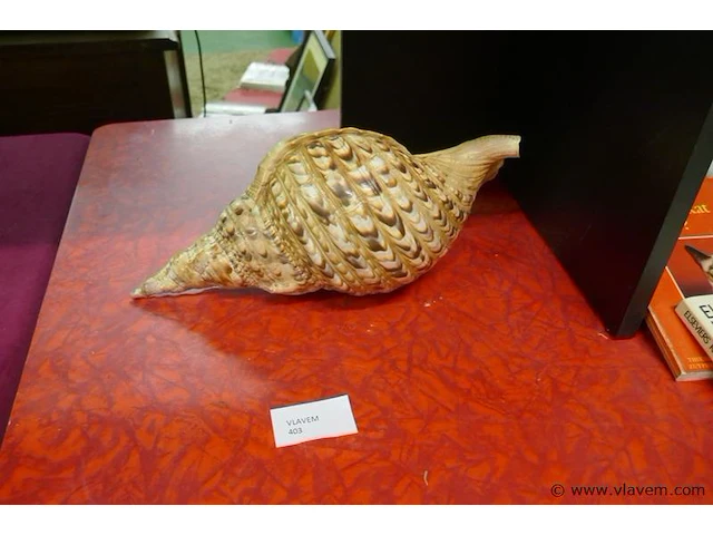Schelp - afbeelding 2 van  2