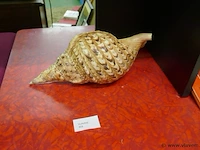 Schelp - afbeelding 2 van  2