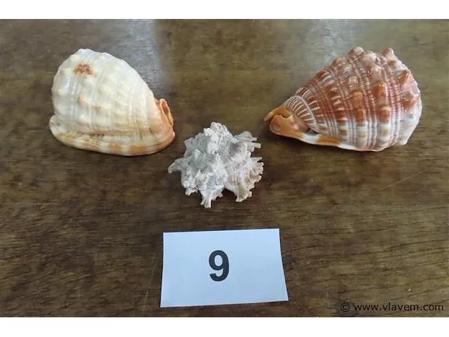 Schelpen 3 stuks - afbeelding 1 van  3