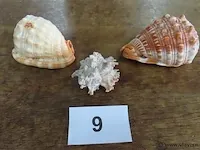 Schelpen 3 stuks - afbeelding 1 van  3