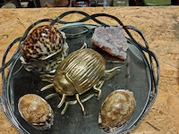 Shaal,shelp en kever - afbeelding 1 van  1