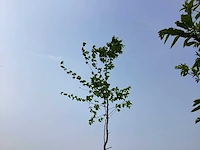 Sierboom - carpinus (x1) - afbeelding 1 van  2