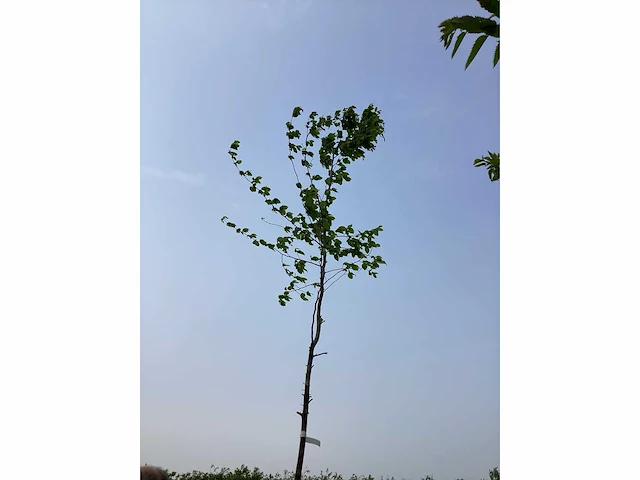 Sierboom - carpinus (x1) - afbeelding 2 van  2