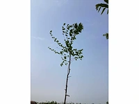 Sierboom - carpinus (x1) - afbeelding 2 van  2