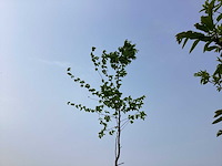 Sierboom - carpinus (x1) - afbeelding 1 van  2