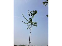 Sierboom - carpinus (x1) - afbeelding 2 van  2