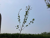 Sierboom - plantaan (x1) - afbeelding 1 van  2