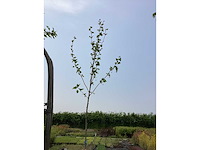 Sierboom - plantaan (x1) - afbeelding 2 van  2