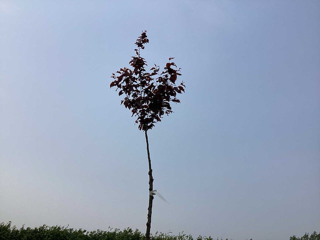 Sierboom - prunus nigra (x1) - afbeelding 1 van  2