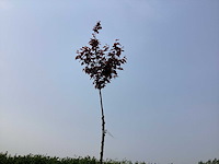 Sierboom - prunus nigra (x1) - afbeelding 1 van  2