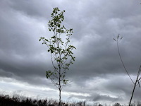 Sierboom - pyrus chanticleer - afbeelding 1 van  2