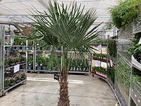 Sierboom - trachycarpus (x2) - afbeelding 1 van  1