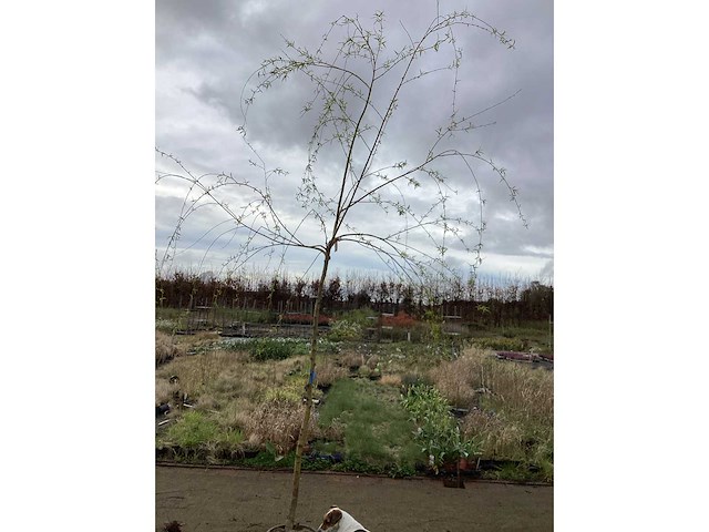 Sierboom - treurwilg (x1) - afbeelding 2 van  2