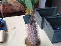Siercactus - afbeelding 1 van  2