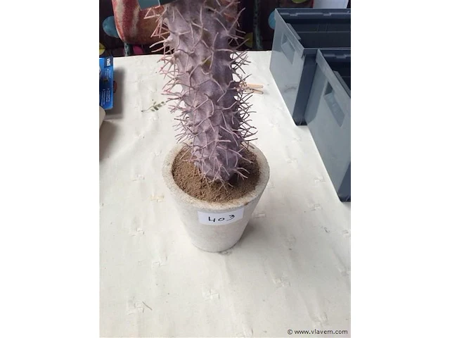 Siercactus - afbeelding 2 van  2