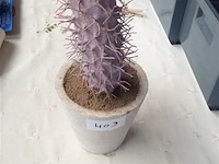 Siercactus - afbeelding 2 van  2