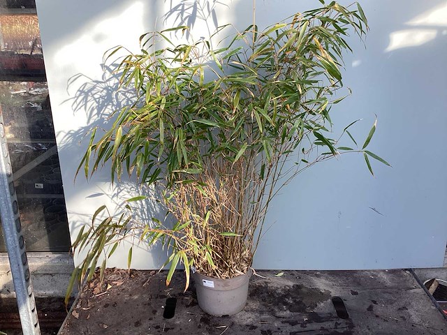 Siergrassen - bamboe (x10) - afbeelding 1 van  2