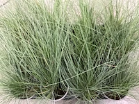 Siergrassen - festuca glauca (x80) - afbeelding 1 van  1
