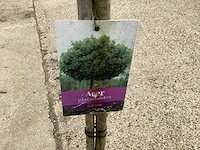 Sierstam - aronia (x1), acerstam(1). viburnum tinus stam(1) - afbeelding 4 van  5