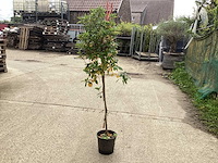 Sierstam - aronia (x1), acerstam(1). viburnum tinus stam(1) - afbeelding 5 van  5