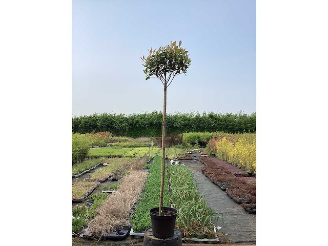 Sierstam - photinia (x1) - afbeelding 2 van  3