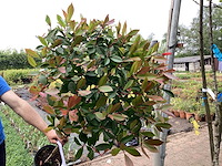 Sierstam - photinia (x1) - afbeelding 3 van  3