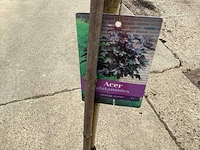 Sierstam - viburnum tinus (x1) ,acer rood(1), acer groen (1) - afbeelding 5 van  8