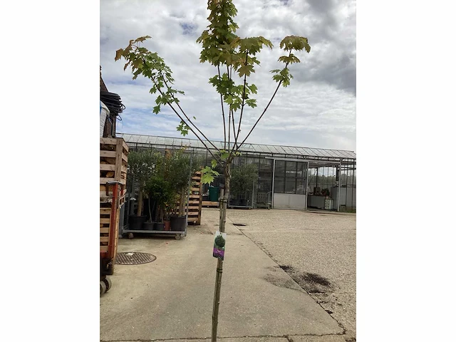 Sierstam - viburnum tinus (x1) ,acer rood(1), acer groen (1) - afbeelding 7 van  8