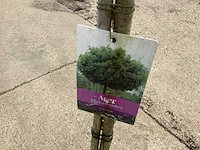 Sierstam - viburnum tinus (x1) ,acer rood(1), acer groen (1) - afbeelding 8 van  8
