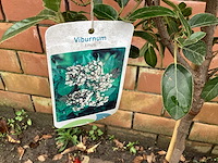 Sierstam - viburnum tinus (x1) ,acer rood(1), acer groen (1) - afbeelding 1 van  8