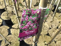 Sierstammen - diverse kleuren - syringen (x8) - afbeelding 2 van  3
