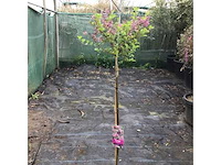 Sierstammen - diverse kleuren - syringen (x8) - afbeelding 3 van  3