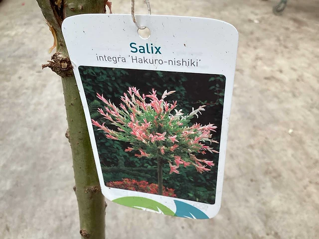 Sierstammen - salixstam (x10) - afbeelding 1 van  2