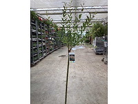 Sierstammen - salixstam (x10) - afbeelding 2 van  2