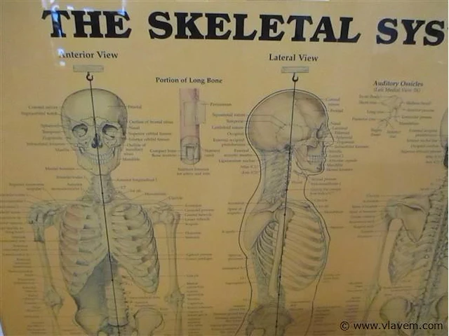 Skelet bord - afbeelding 2 van  3