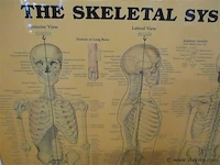 Skelet bord - afbeelding 2 van  3