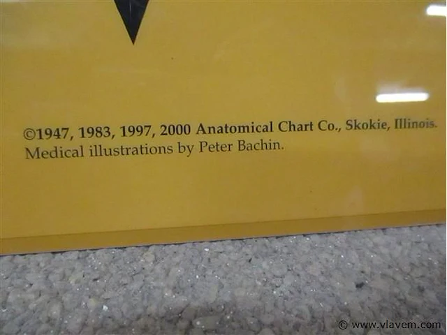 Skelet bord - afbeelding 3 van  3